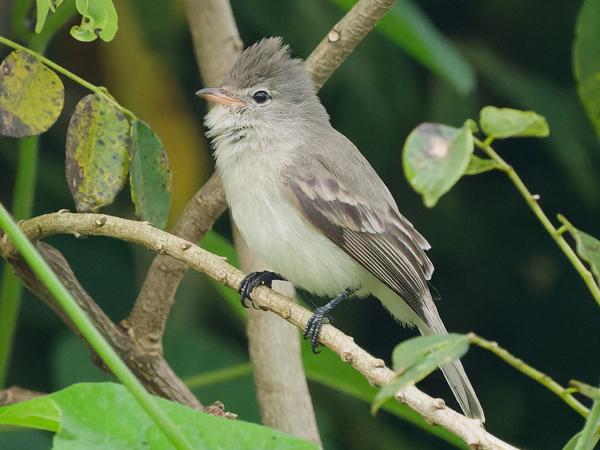 <h3><a href="/trips/costa-rica/biota/animalia/chordata/aves/040 passeriformes/011 tyrannidae/camptostoma imberbe/camptostoma imberbe-nl.html">Camptostoma&nbsp;imberbe</a> / Northern&nbsp;beardless&nbsp;tyrannulet / Chaparralvliegenpikker</h3>OM-1 Mark II met OLYMPUS M.150-400mm F4.5 TC, 1/1600 sec  bij F6.3, ISO 10000, afstand 8.84&nbsp;m